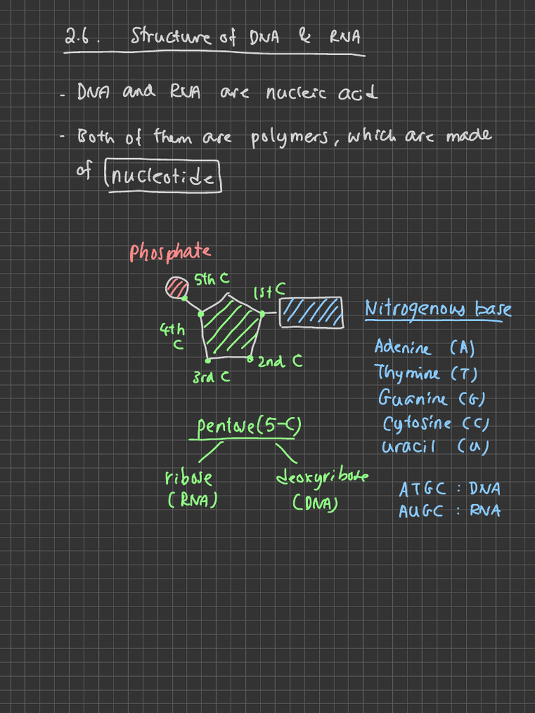 Structure of DNA & RNA | PDF | Nucleic Acids | Biomolecules