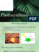 15 Photosynthesis