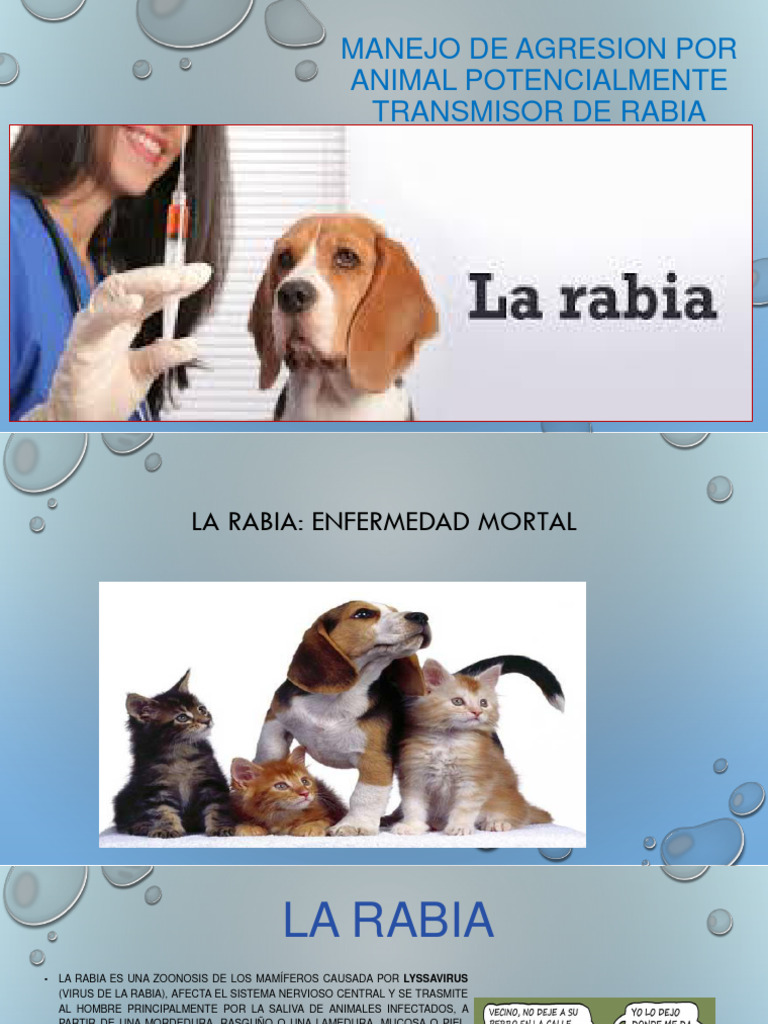 Manejo de agresiones por rabia animal | PDF | Rabia | Inmunología