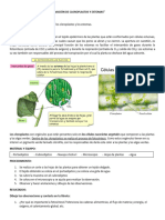 Observación de Cloroplastos y Estomas