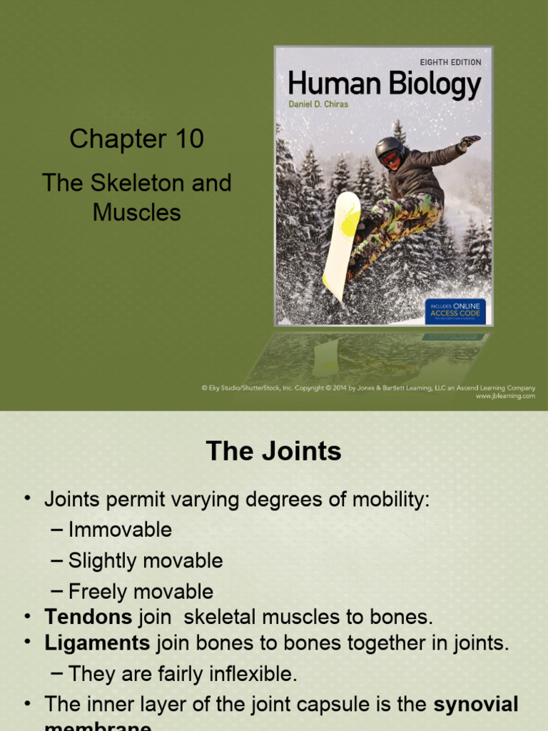 Skeletal and Muscular System | PDF | Bone | Skeletal Muscle