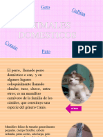 Animales Domesticos La