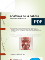 Anatomía de La Cabeza y Sistema Nervioso