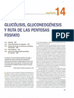 Glucólisis, Gluconeogénesis y Vía de Las Pentosas Fosfato