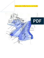 Strato Di Rivestimento Della Fascia Cervicale PDF