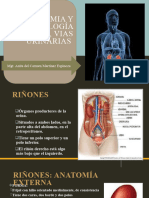 Anatomia y Fisiologia Renal - Nefrologia