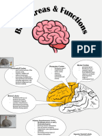 Brain Lobes & Functions