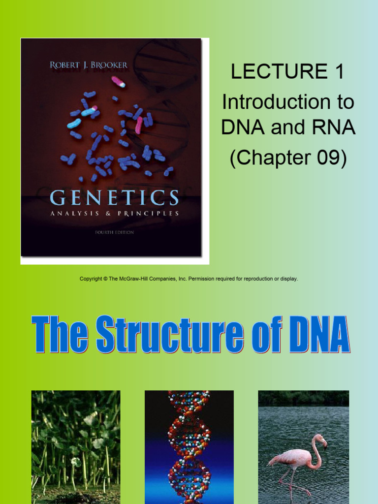 DNA Structure | Download Free PDF | Dna | Dna Replication
