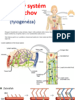 Fylogenézaživ11 - Miazgové Sústavy Živočíchov