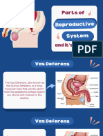 Male Reproductive Systemb