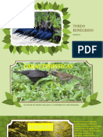 Fauna Patagonica TORDO RENEGRIDO