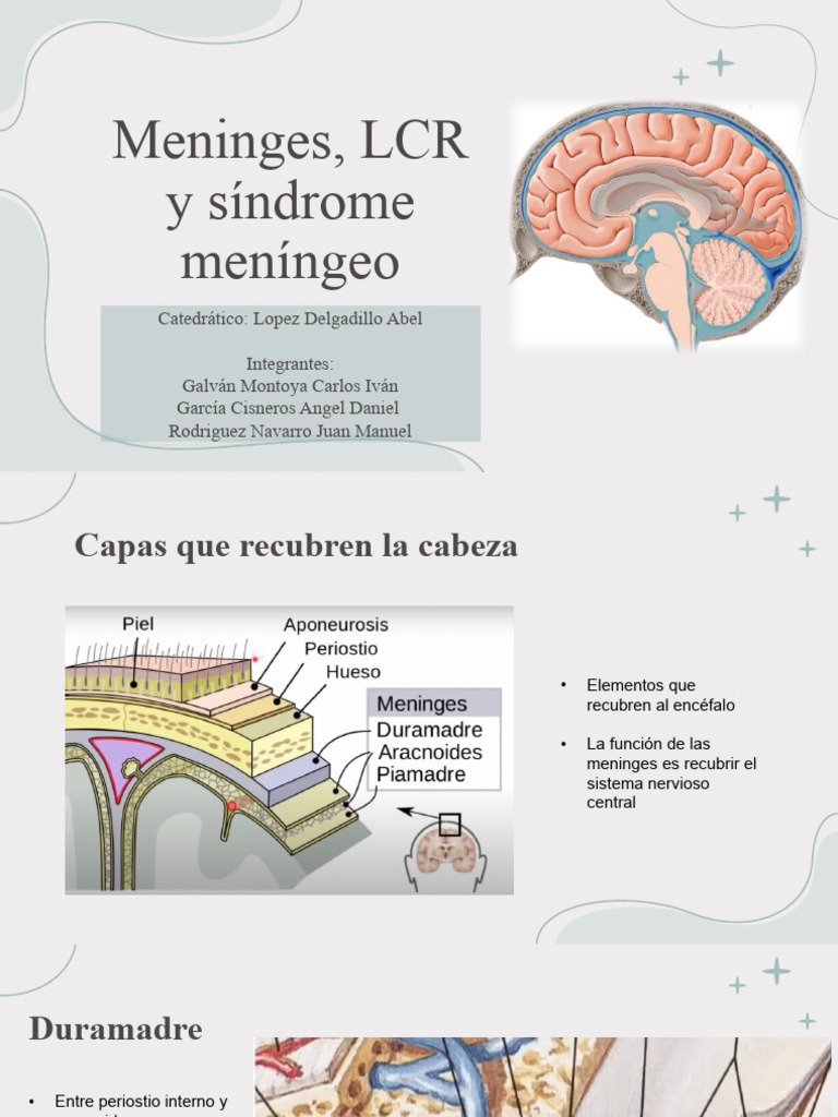 Meninges, LCR y Síndrome Meníngeo | PDF | Fluido cerebroespinal ...