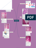 Histologi Sistem Reproduksi Pria