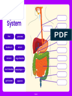 Digestive System - Drag and Drop