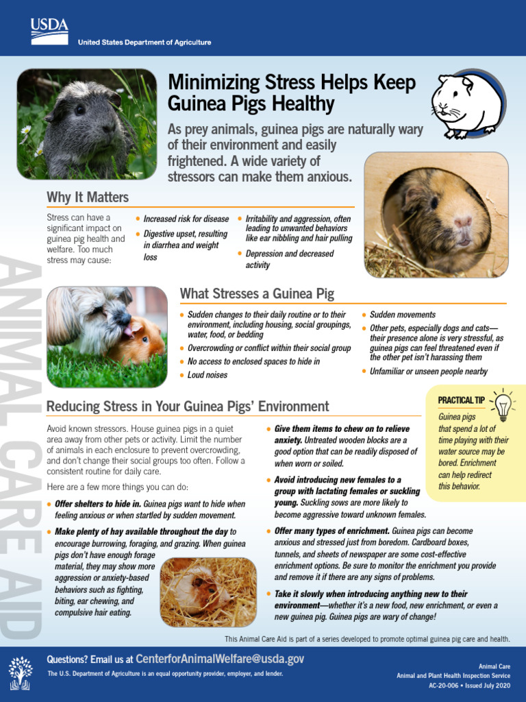 Curated visual reference: Visual Reference: Acaid Guinea Pig Stress Pdf Pig