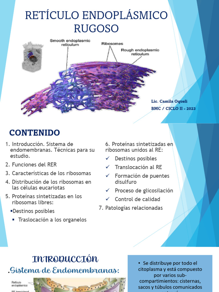 Funciones y Estructura del RER | PDF