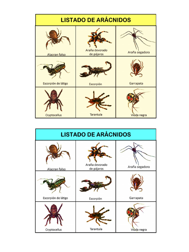 ARACNIDOS | PDF