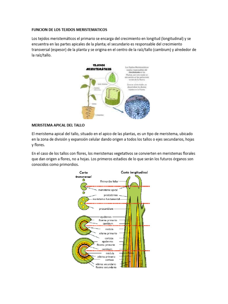 Tejidos Meristemáticos: Definición, Características, Tipos, Función – FDJY