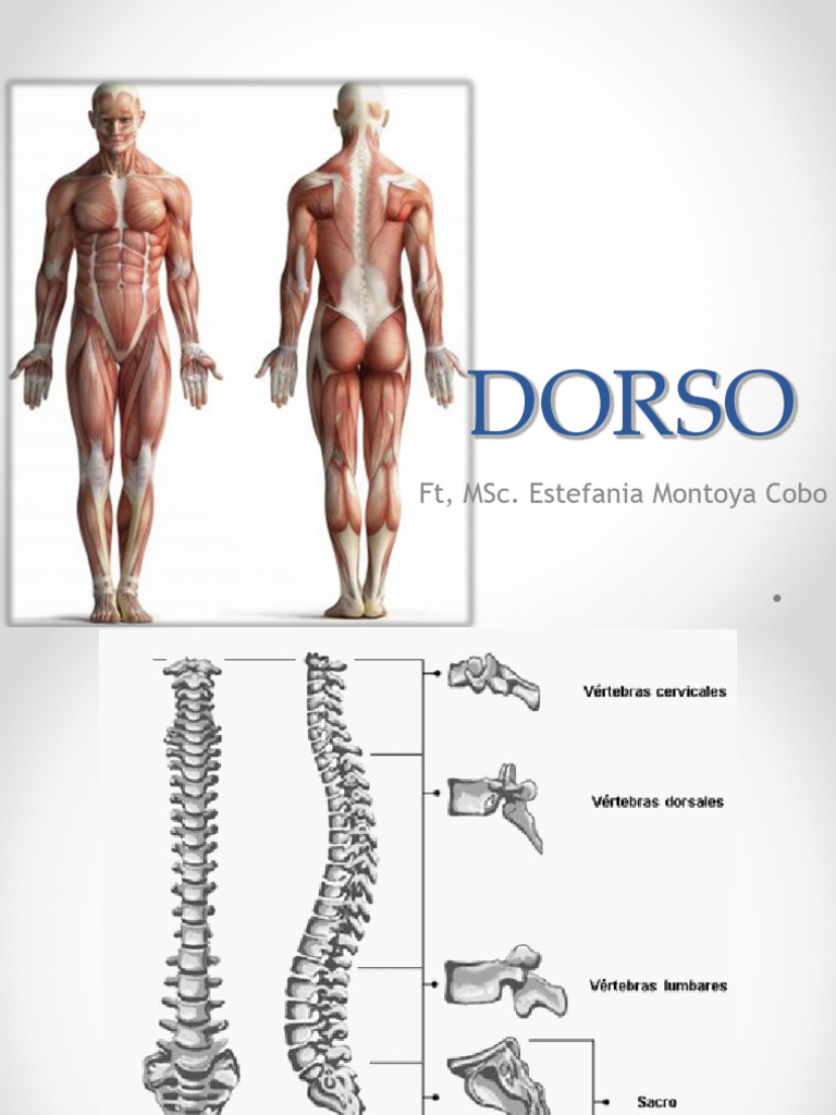 Anatomía y Funciones del Dorso | PDF | Artes del Lenguaje y ...