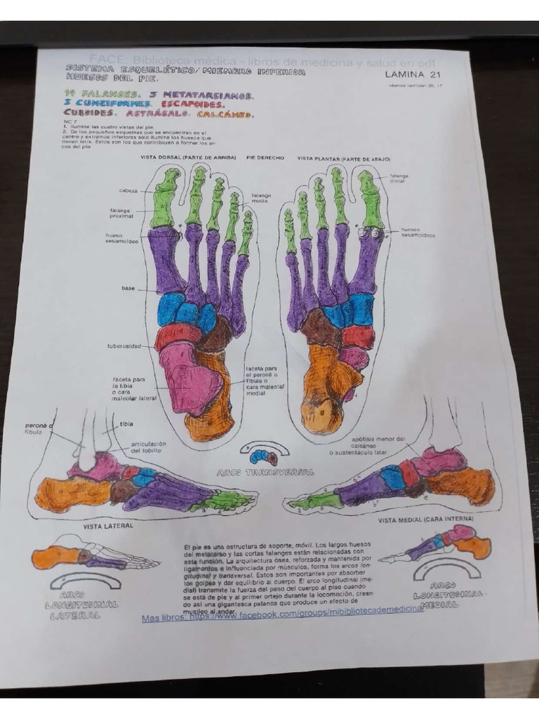 Anatomia y Fisiologia Humana Huesos Del Pie | PDF