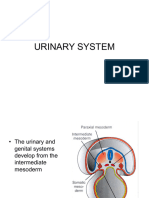 Development of Urinary System