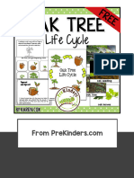 Oak Tree Life Cycle Free