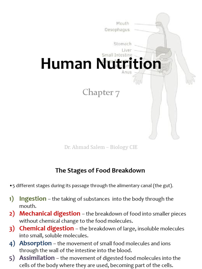 Stages of Human Nutrition Explained | PDF | Stomach | Digestion