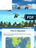T2 T 48 Animal Migration PowerPoint Ver 3