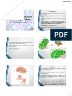 02 Biologia 2019-Cloroplasto-Fotosintesis PDF