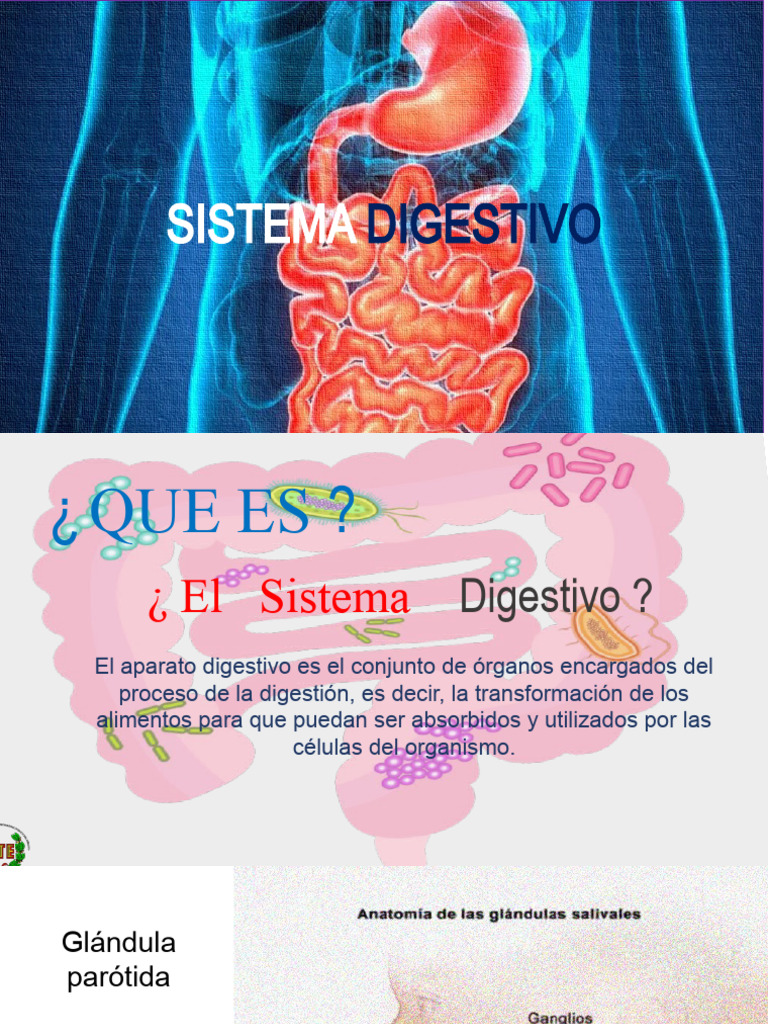 Sistema Digestivo Descargar Gratis Pdf Digestión Sistema