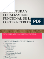 1.7 Corteza Cerebral VF