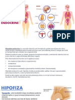 Glandele Endocrine