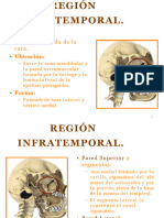 Region Infratemporal