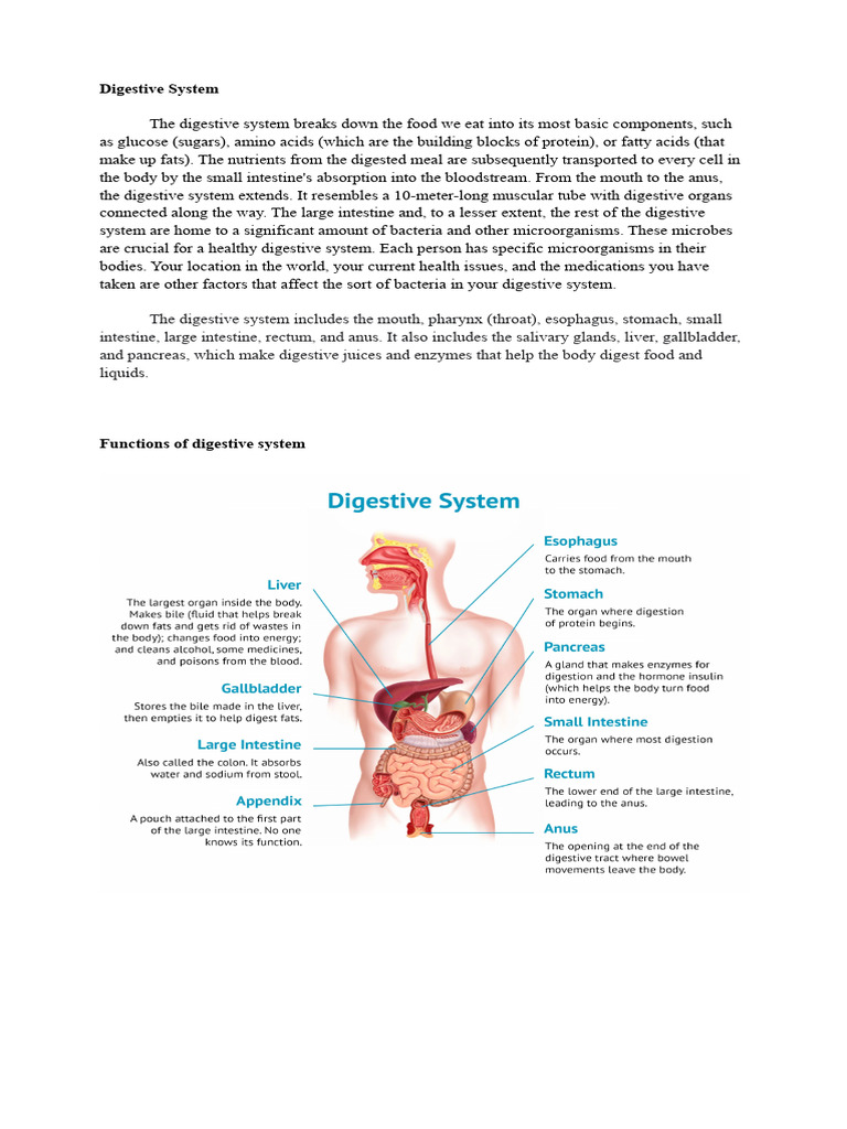 5-DIGESTIVE_SYSTEM | PDF | Gastrointestinal Tract | Digestion