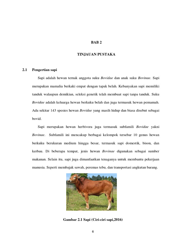 Pemanfaatan Sapi dalam Pangan dan Tenaga | PDF