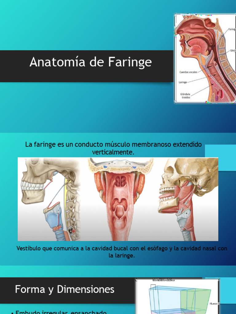 7 Faringe | PDF | Laringe | Otorrinolaringología