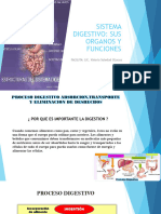 Sistema Digestivo Terminologia