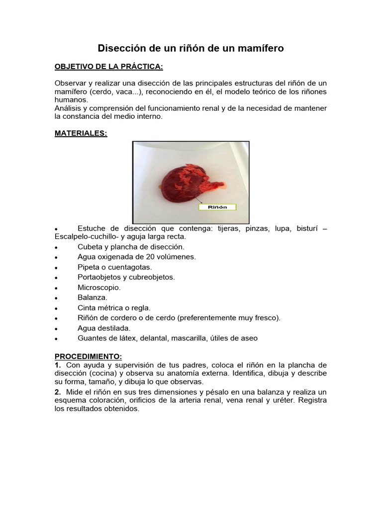 Disección del Riñón de Mamífero | PDF | Riñón | Laboratorios