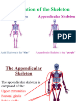 appendicularskeleton-110912102146-phpapp01