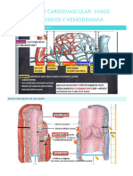 Aparato Cardiovascular VASOS