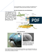 INVERTEBRADOS.2. Artrópodos y equinodermos.1ºESO