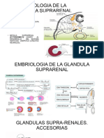 Seminario Anatomia Riñon DR Gonzalez