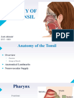 Anatomy of The Tonsil