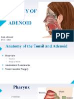 Anatomy of The Adenoid
