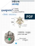 Resumen de Sistema Nervioso Endrocrino y Respiratorio