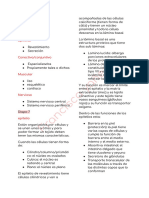 Primer Solemne (Histologia)