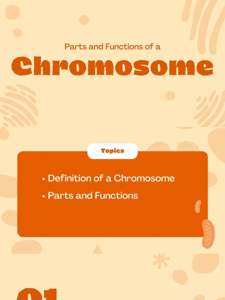 Chromosomes | PDF