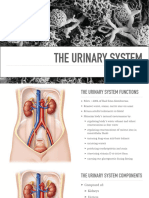 11 UrinarySystem