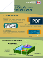 Infografia Vacuola y Centriolos