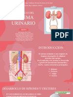 Desarrollo Sistema Urinario